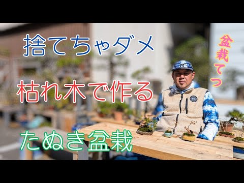 枯れ木を【リメイク】たぬき盆栽 「てつ」チャンネル - YouTube