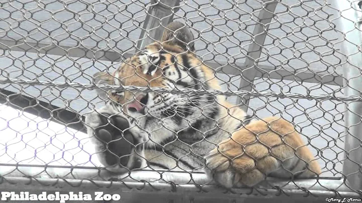 Philadelphia Zoo Big Cat Crossing - Two Views, Two Tigers