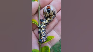 #"The Wingless Wonder: A Tiny Insect That Will Steal Your Heart"#short