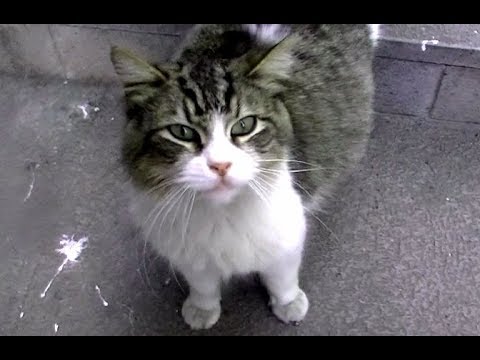お腹が破裂しそうな猫 ヨタヨタでも私を見つけると来てくれる 猫の妊娠 1 Youtube