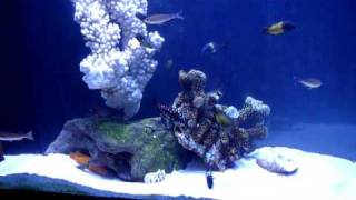Peaceful Tropheus Tank