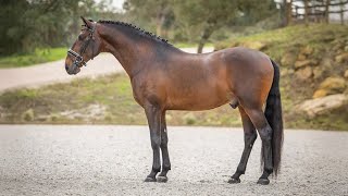 Horse For Sale Amateur-Friendly Lusitano Medium Level & Piro-Free Ref