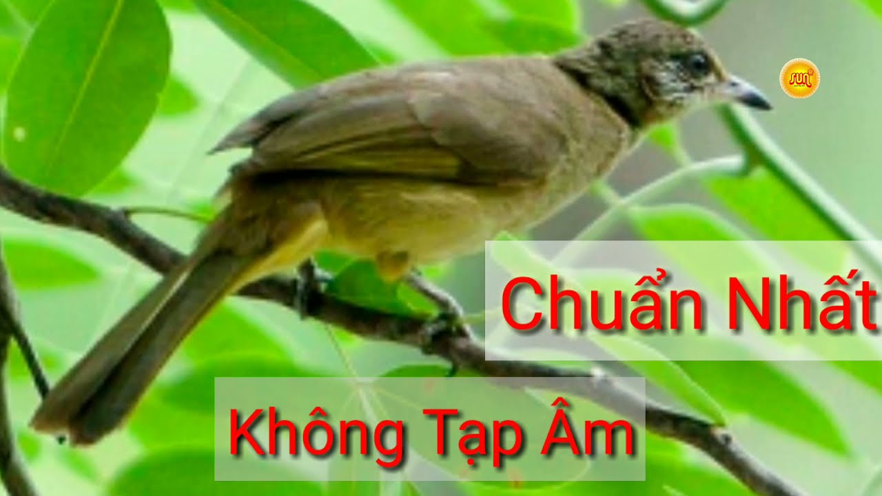 Tiếng chim Hoành Hoạch Kêu Chuẩn Nhất. Chim Trao Trảo