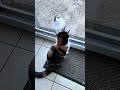 fight between cats #cat #wahyuawall #shorts