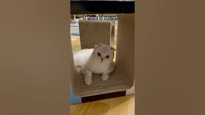 Watch the video about Be mine ❤️ #bemine #valentinesday #iloveyou #kikicutekitty #love #scottishfold #fypage #relatable