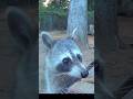 CUTE Raccoon Close-Up Caught on Camera 🦝