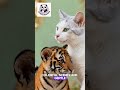 A Cat and a Tiger, Bestfriend 