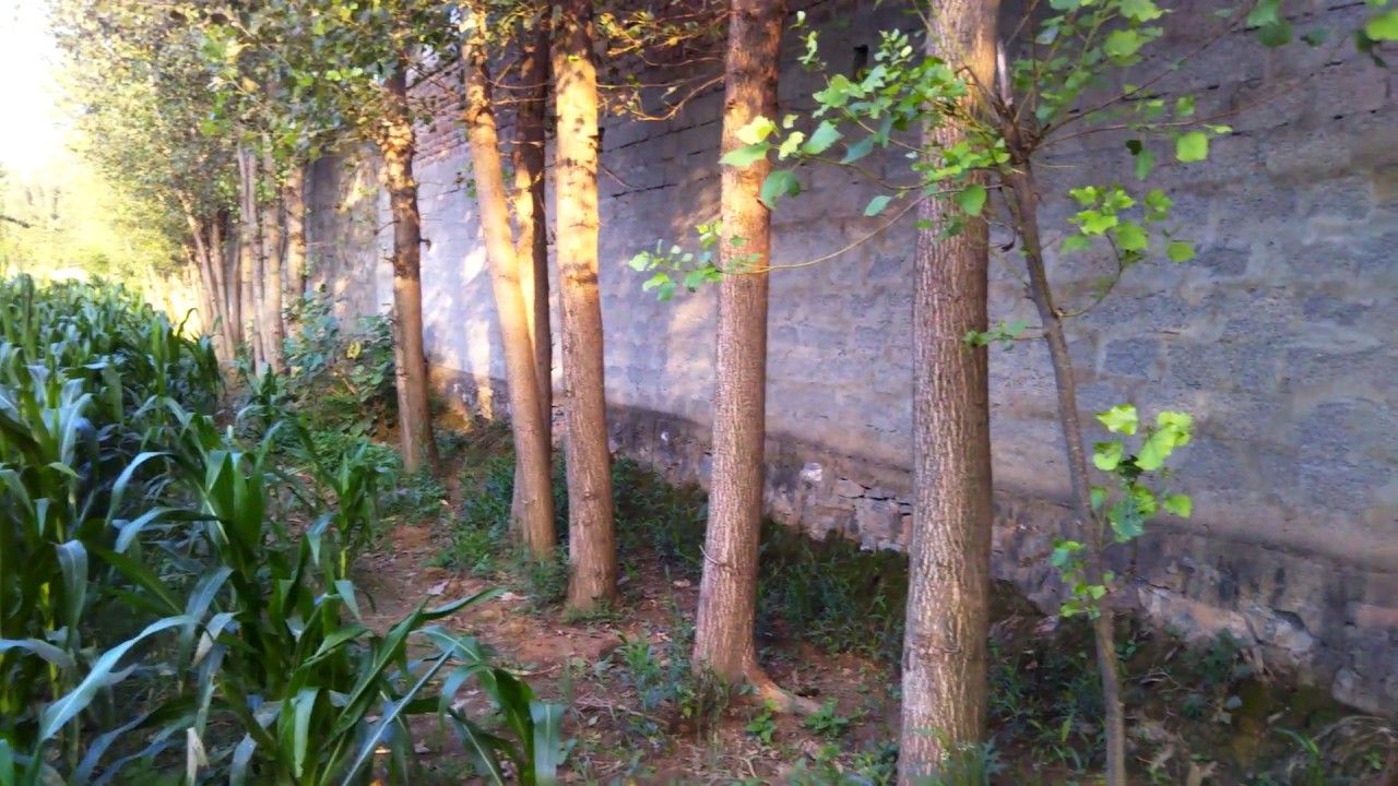 poplar trees in kpk pakistan poplar farm visit 03359411672