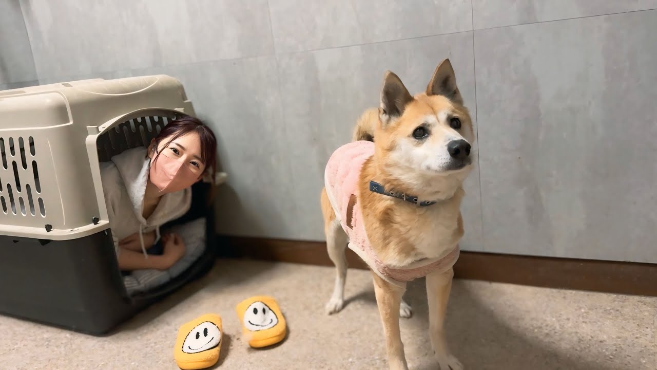 ジョン君がまたやらかしたらママがおかしくなりました