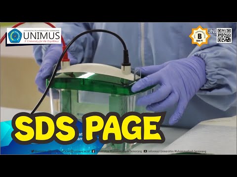 Tert Dodecyl Mercaptan Sds