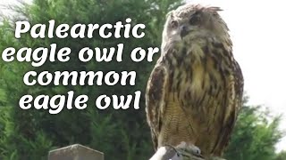 Palearctic eagle owl or common eagle owl