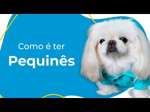 Vídeo: Pequinês: Cuidado