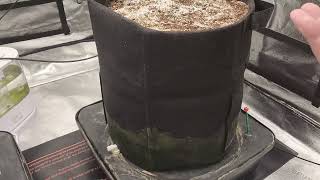 Weekly update Octopot grow #13 Day 24 Watermelon Zkittlez, Blueberry OG Day 14 Maui Waui, moby dick.