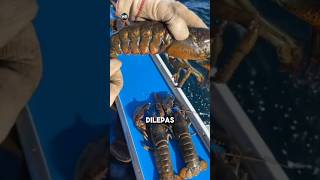 nelayan ini melepaskan kembali lobster Tangakapanya