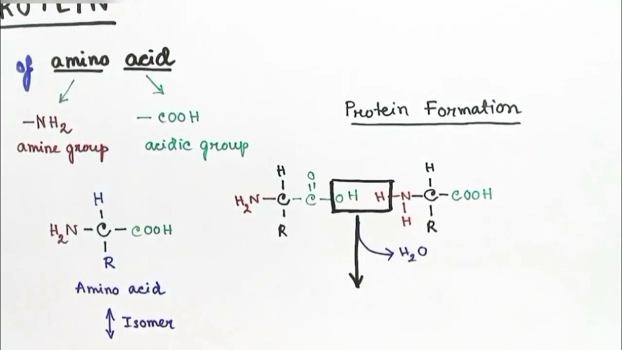 Protein Structure Biochemistry Hindi by Snigdha Goswami YouTube