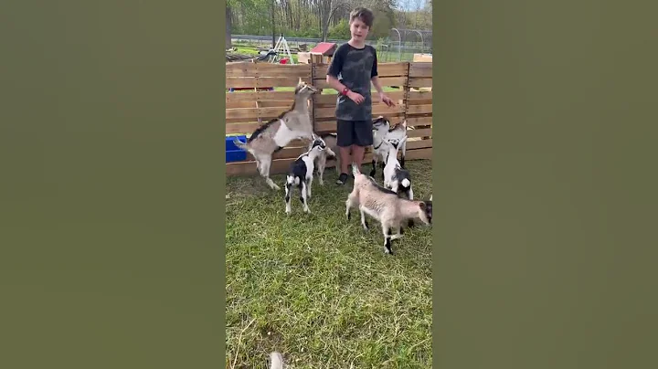 Baby goats