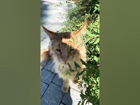 Chodzę sobie przykrzaku YouTube