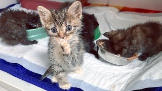 Выбросить котят на улицу и не получить наказание это уродливая норма в России Help kittens