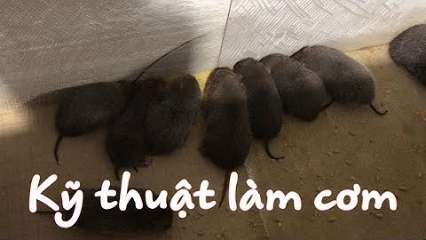 Kỹ thuật làm cơm cho dúi, kỹ thuật quan trọng nhất cho nghề nuôi dúi chuyên nghiệp | Chuột Tre 360