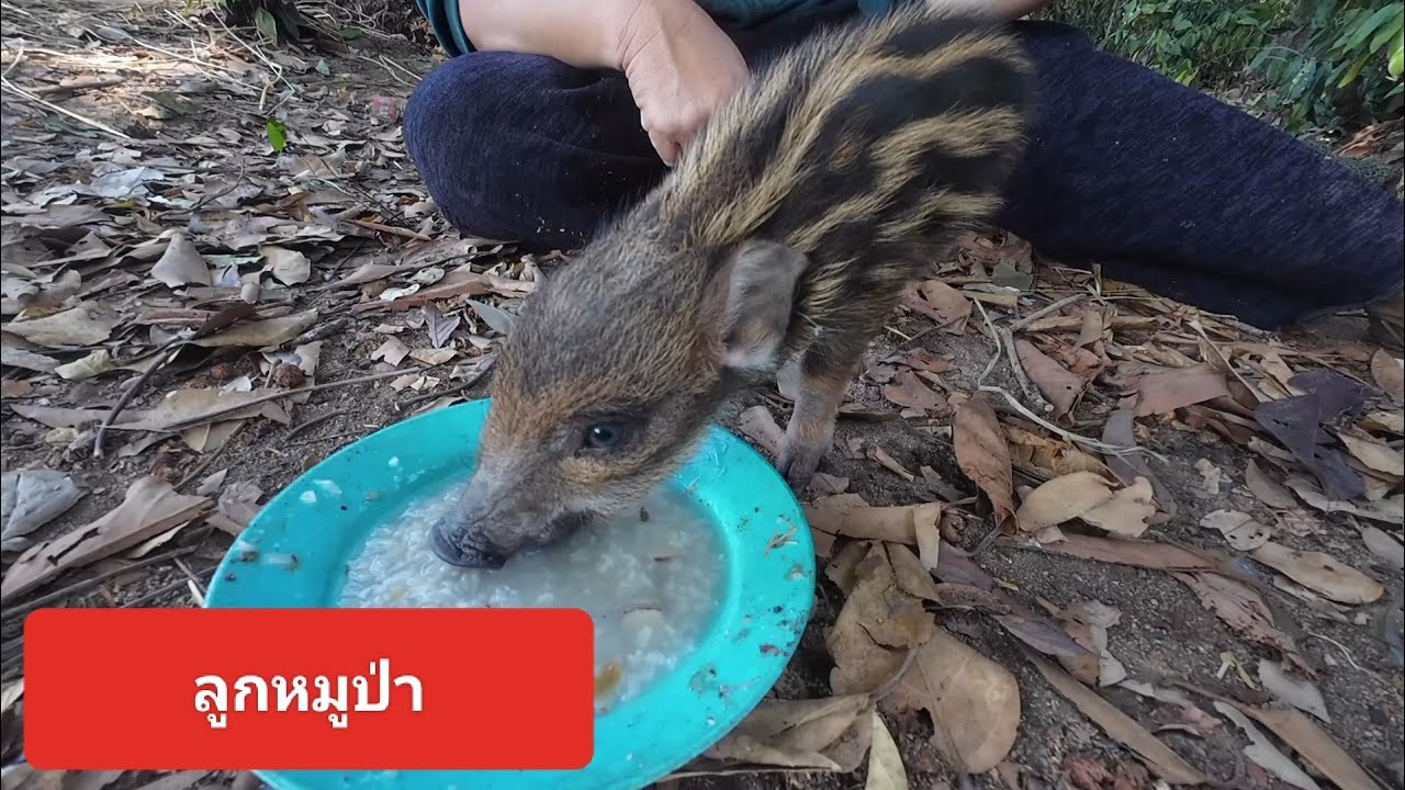 ทีมงานได้ลูกหมูป่า14 กุมภาพันธ์ ค.ศ. 2026