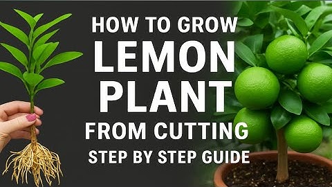 Grow Lemon Trees Faster With Aloe Vera! Best Ideas Propagating Lemon Trees