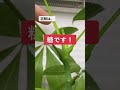 パキラから謎の水滴が!その正体と謎を解明!