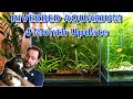 CONSTANT BREEDING 4 Month Update on my Riverbed Aquarium