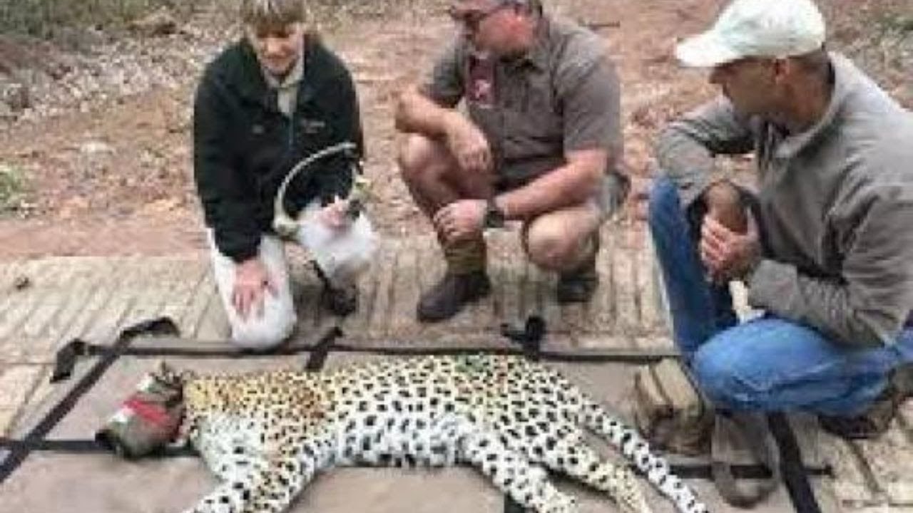 Wildlife Crisis Solved with Cheetah Outreach Trust| Dion Cilliers: Wildlife Crisis Solution Revealed