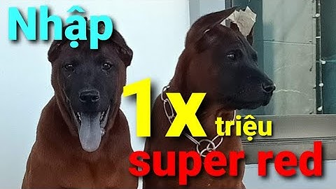nhập chó xoáy thái lan giá 1x triệu màu super red , lưỡi 100% đen. cho ông anh thanh hóa