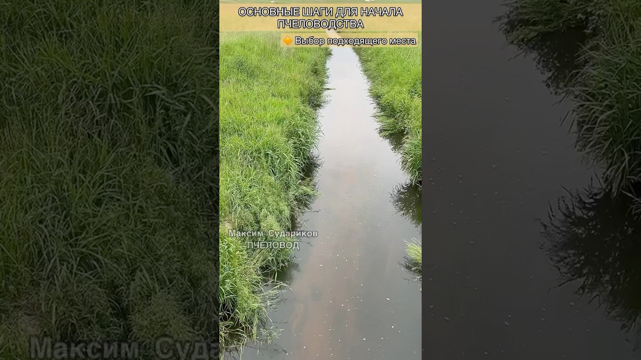 Что лучше для пчёл? Пасека в идеальном месте!