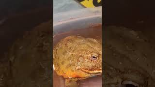 Giant Pixie Frog Eats The Giant Horn Worm / Warning Live Feeding