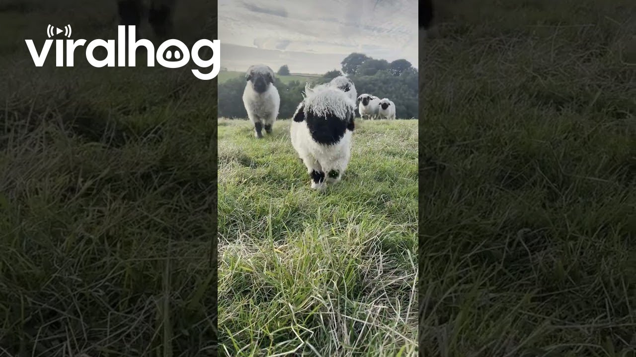 Fluffy and Happy Sheep in Yorkshire || ViralHog