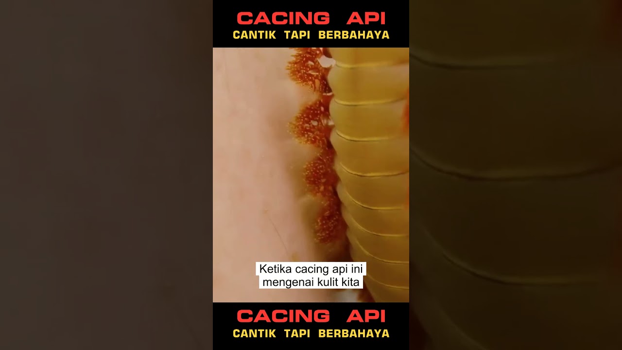 🔥 Cacing Api: Keindahan Mematikan dari Dunia Fireworm yang Bikin Takjub! 😱