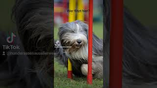 Bearded Collie in Action!