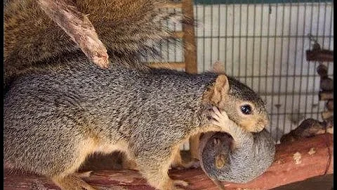 Mom squirrel rescues her babies - Mary Cummins, An...