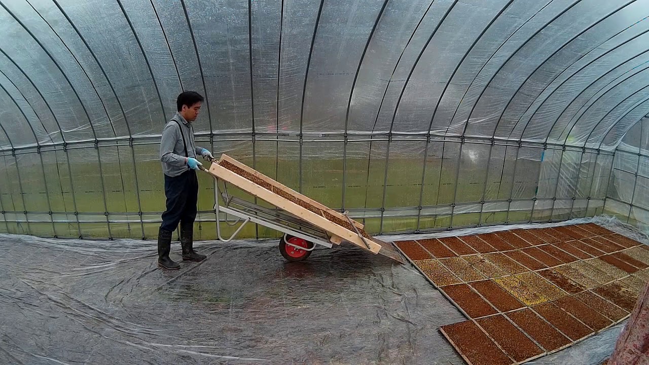 市場 個人宅配送不可 50キロ積載 ハラックス 2台セット 愛菜号 いちご収穫