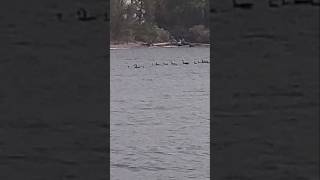 What the Flock- Canada Geese