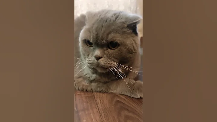 Video 10630191: scottish fold cat, scottishfold cat