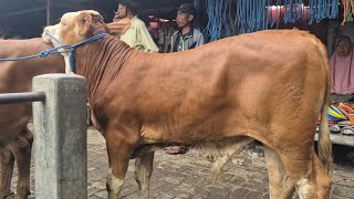 9 JUTA‼️OBRAL MURAH PEDET LIMOSIN CALON SUPER | Pasar Sapi Kerek