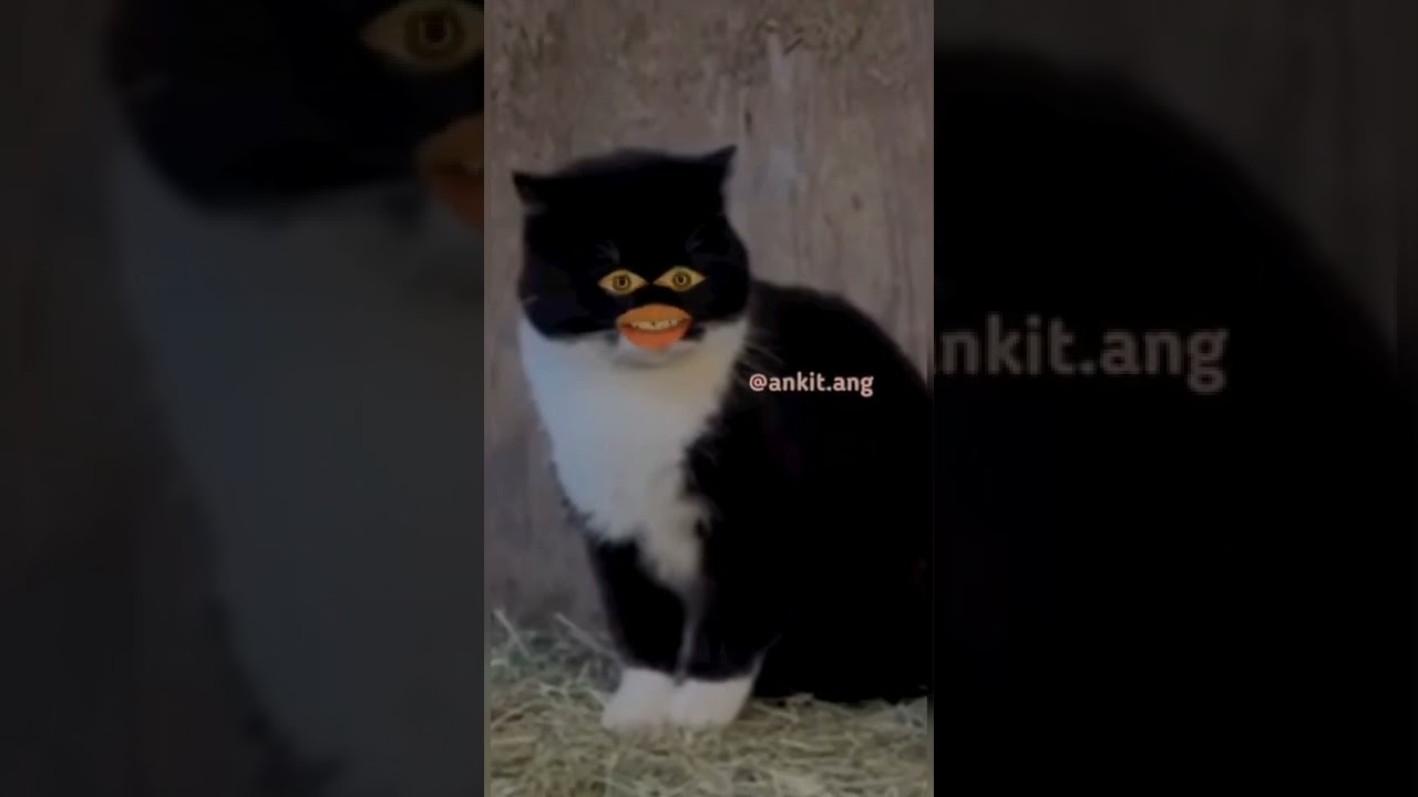 bagarbilla funny short