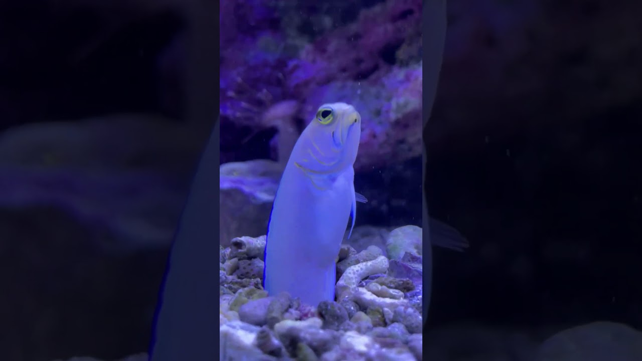 Yellowhead Jawfish (Opistognathus Aurifrons)