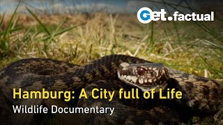 Thumbnail for Hamburg Unleashed: Wildlife in the City | Full Documentary