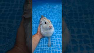 68F 20C temperature water therapy. Swim lessons for the bunny rabbits. no chlorine rabbit bath