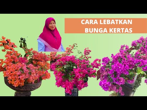 Video: Bunga Apa Yang Boleh Anda Berikan Kepada Rakan Selama 15 Tahun