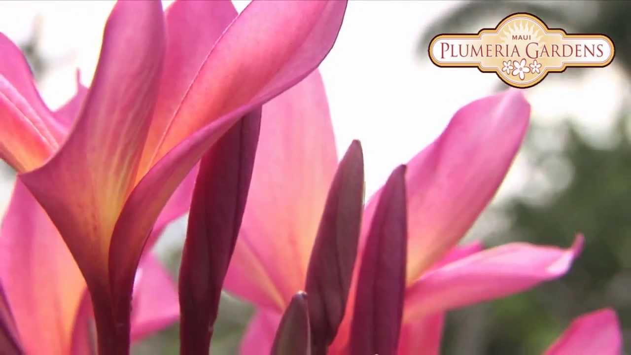 Maui Plumeria Gardens YouTube