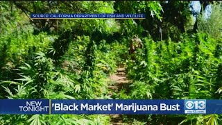 Black Market Marijuana Bust At Cosumnes River Preserve