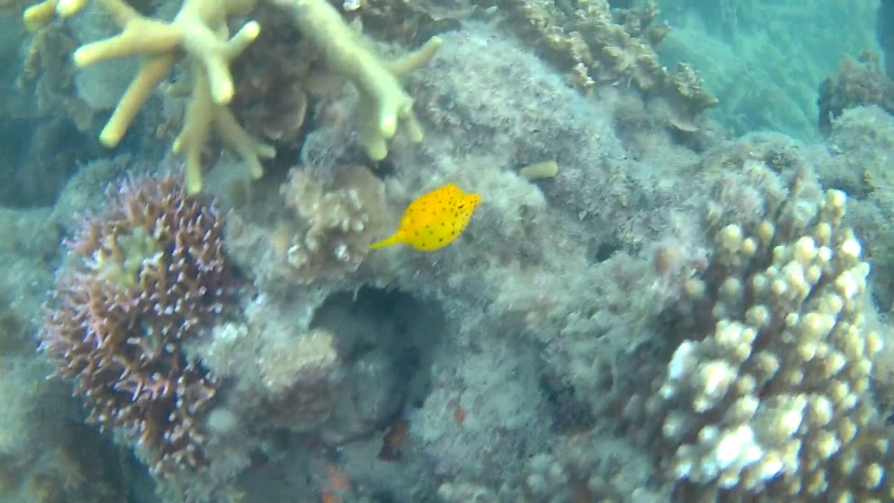 rumble video upload Found a Yellow Boxfish