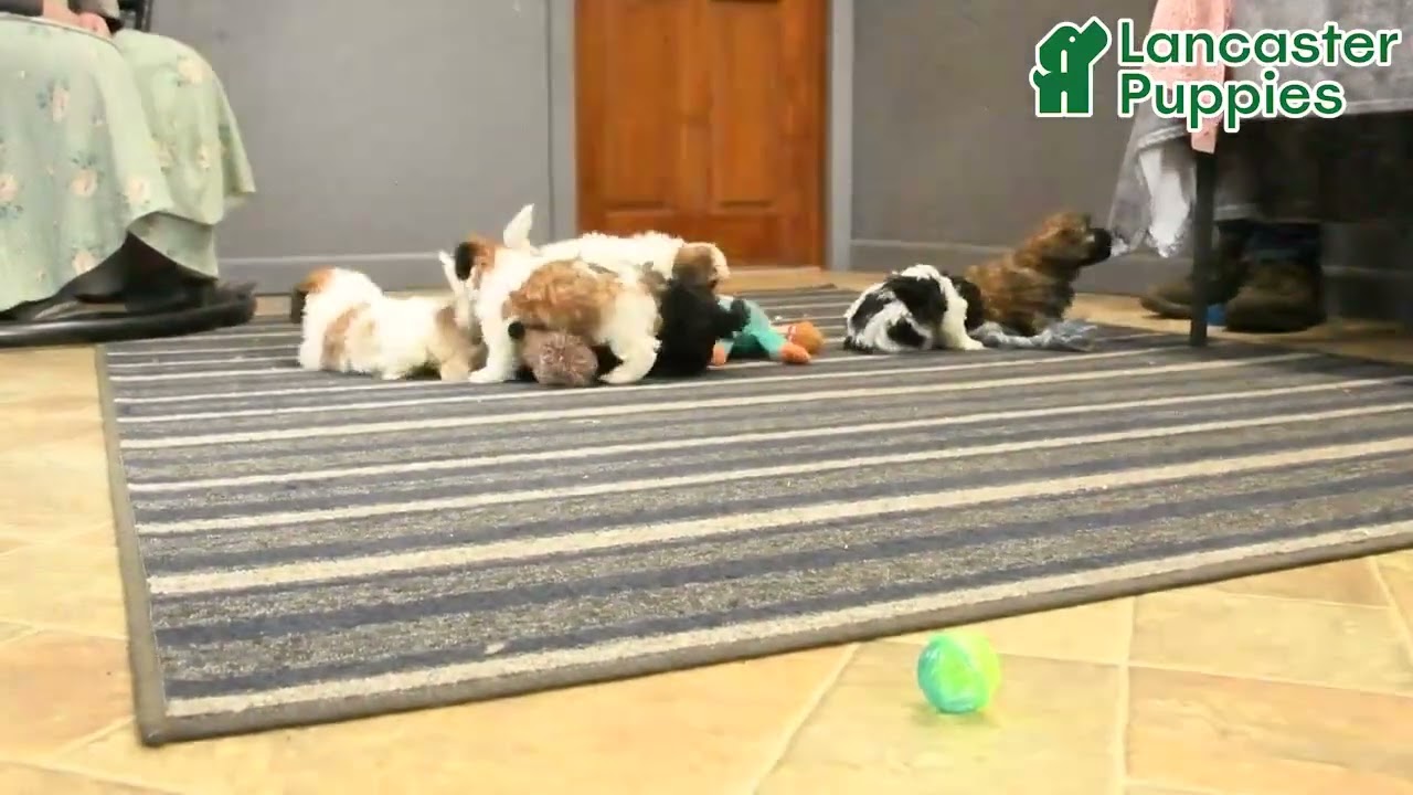 Sweet Teddy Bear Puppies