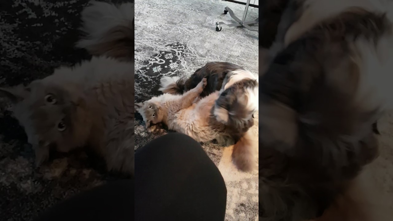 Butt Smother Butt Smother