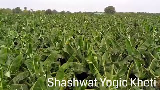 Shashwat Yogic Kheti  | Ep 95 |  Shrestha Sankalpoan  se Safalta | Bk Shakti | Agriculture